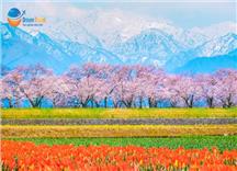 [HCM] Tour Nhật Bản Thiết Kế Đặc Biệt 7N6Đ: Bộ Tứ Mùa Xuân